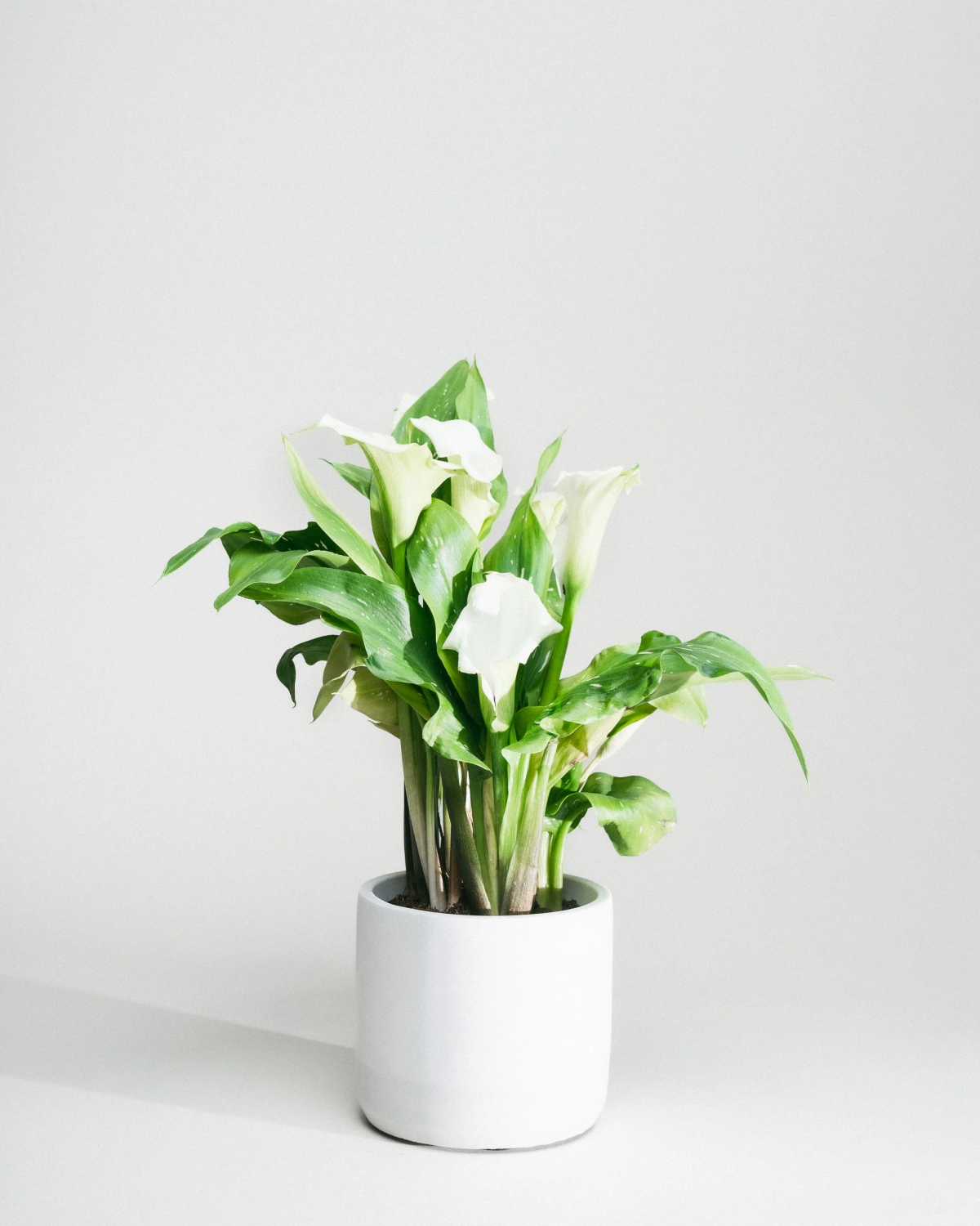 is a calla lily an indoor or outdoor plant.jpg