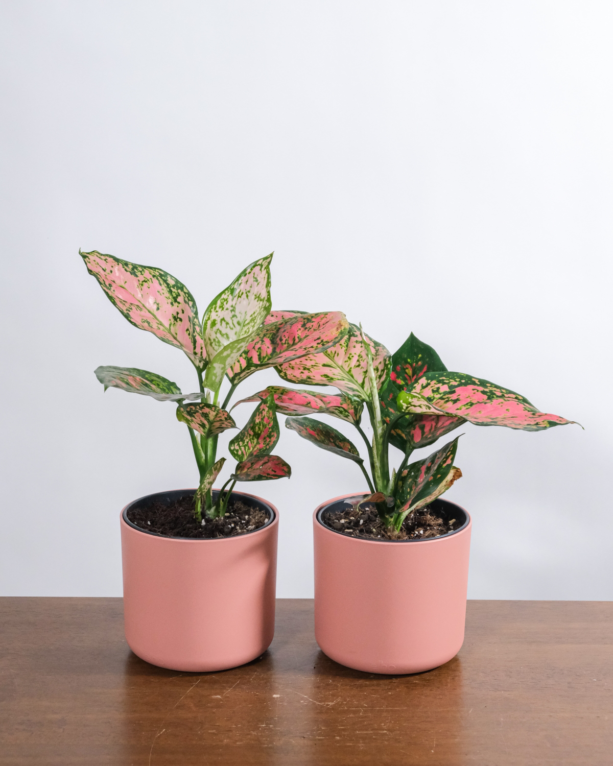 is aglaonema toxic to cats