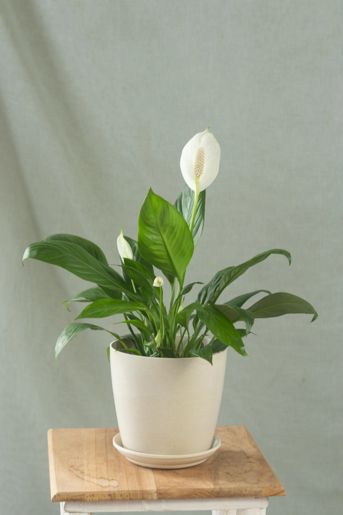is peace lily toxic to cats.jpg