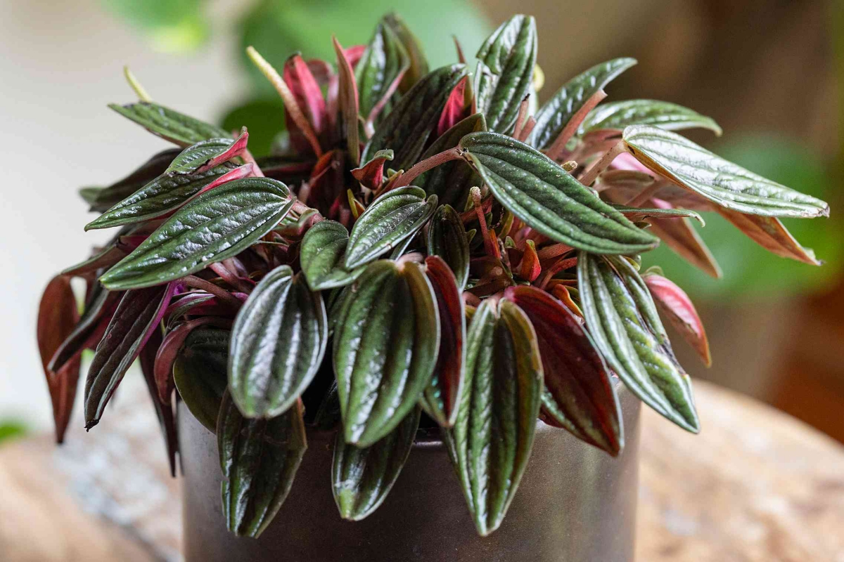 is peperomia a succulent