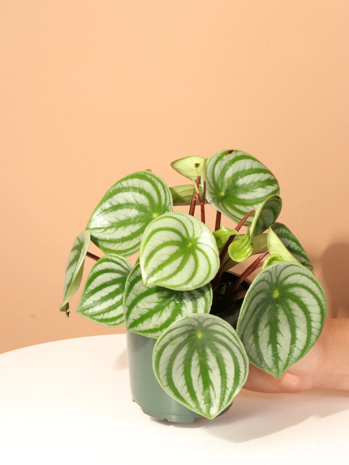 is peperomia toxic to cats.jpg