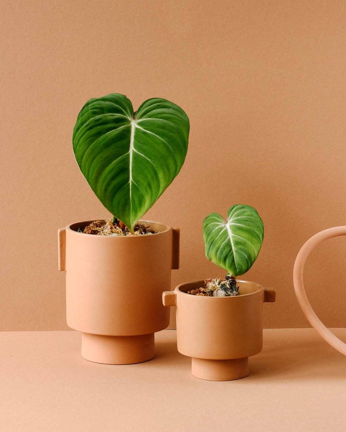 Taking Care of a Philodendron Gloriosum: Complete Plant Guide