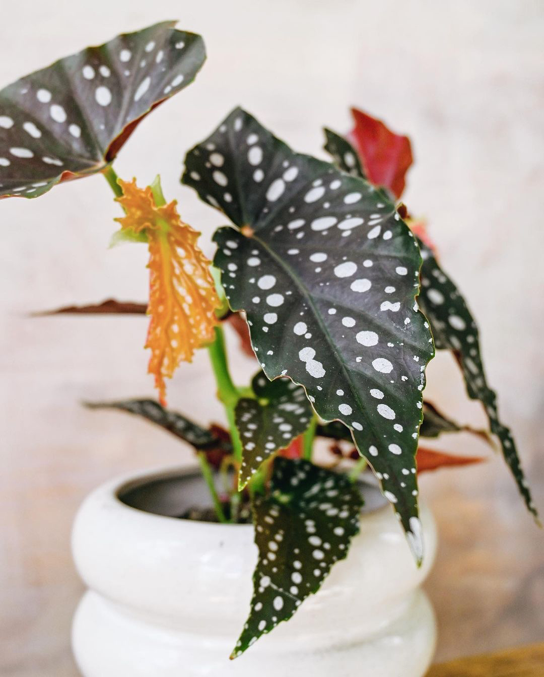 is polka dot begonia toxic to cats