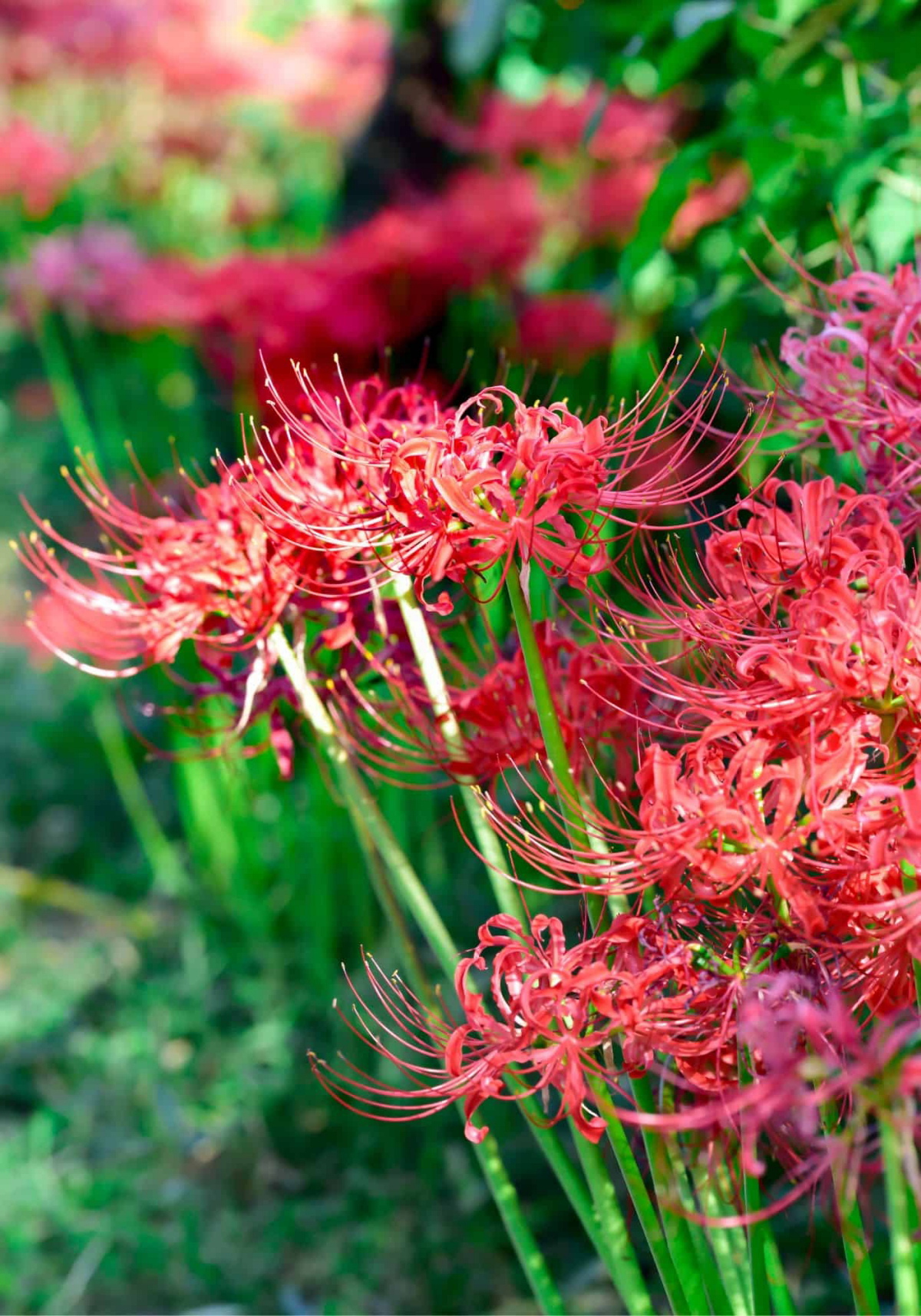 is the red spider lily poisonous