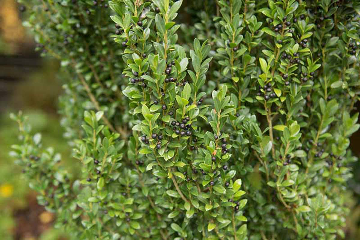 japanese holly guide holly with black berries