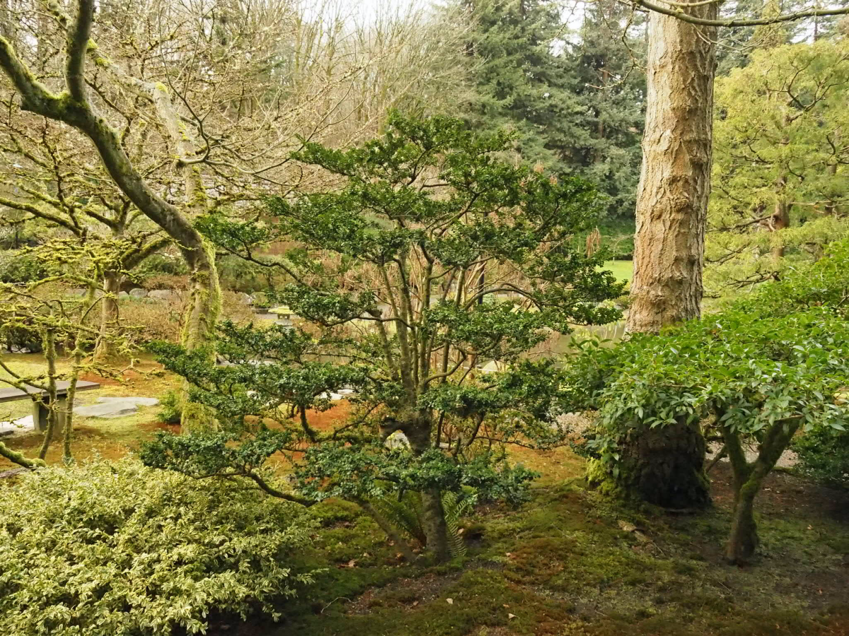 japanese holly in garden