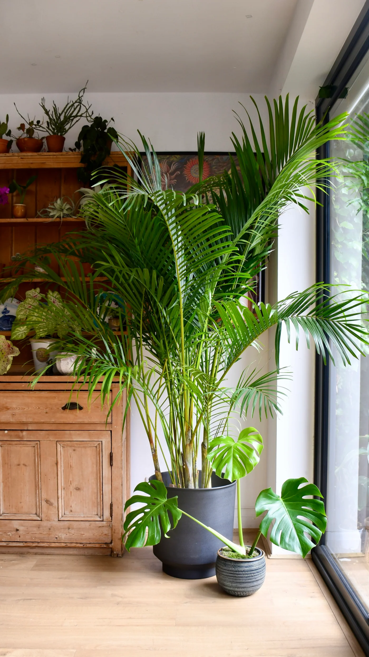 large areca palm indoors
