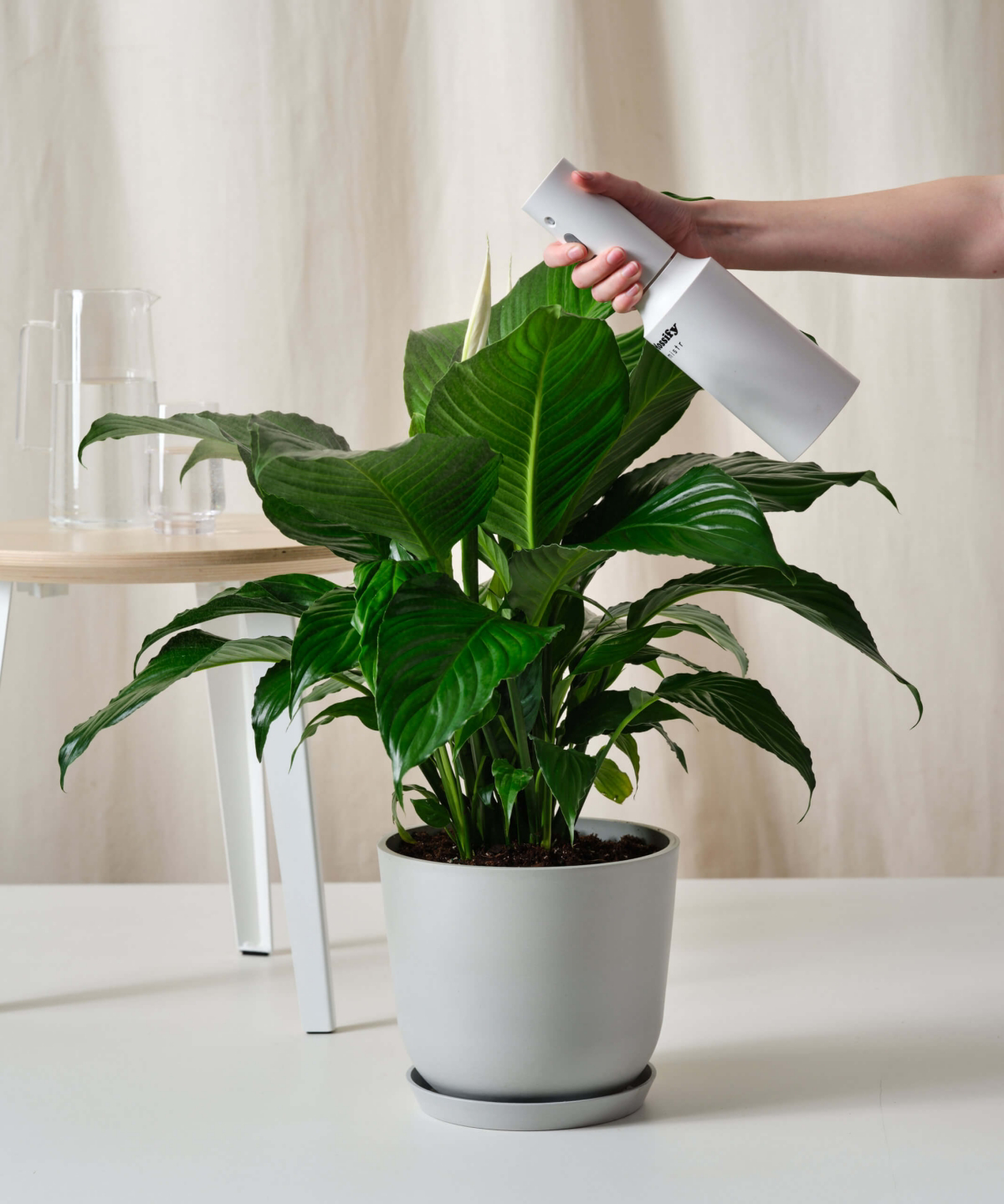 large peace lily plant