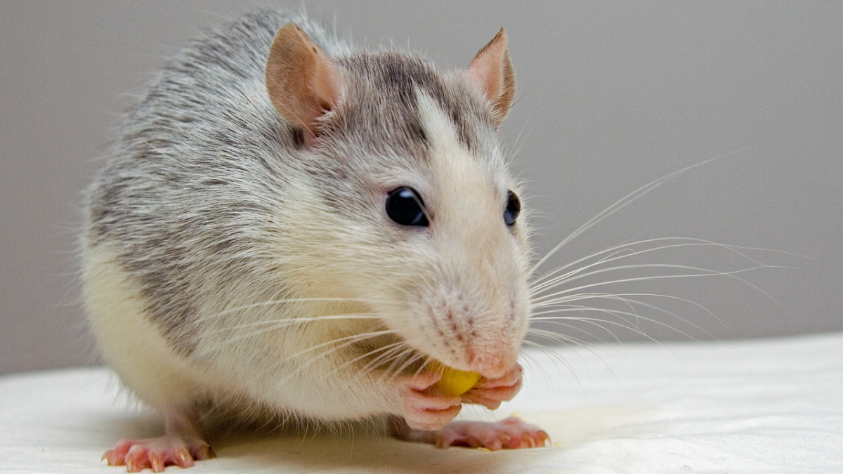 large white rat eating nuts