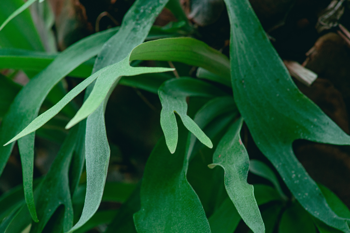 leaves of staghorn