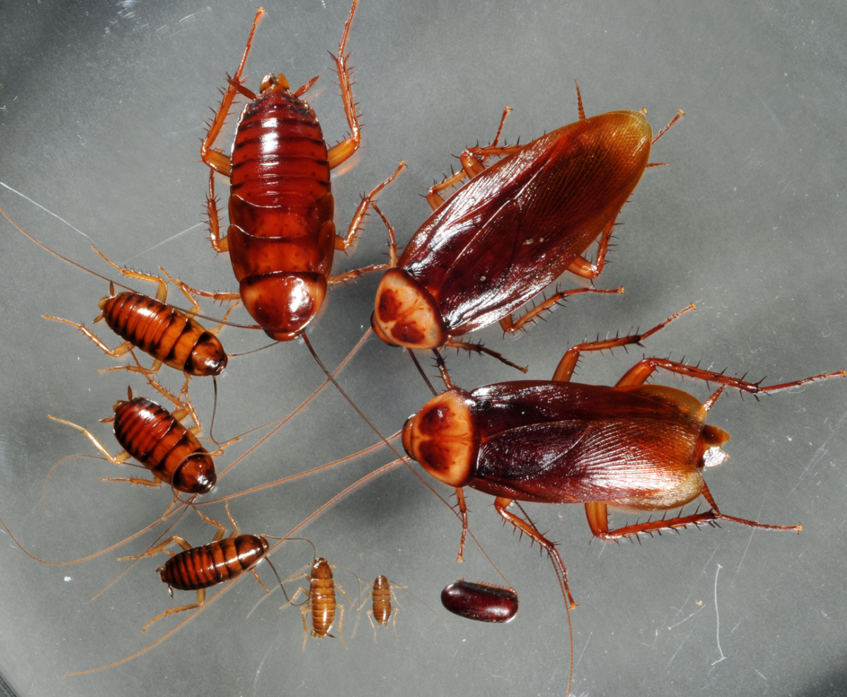 life cycle of american cockroach palmetto bug