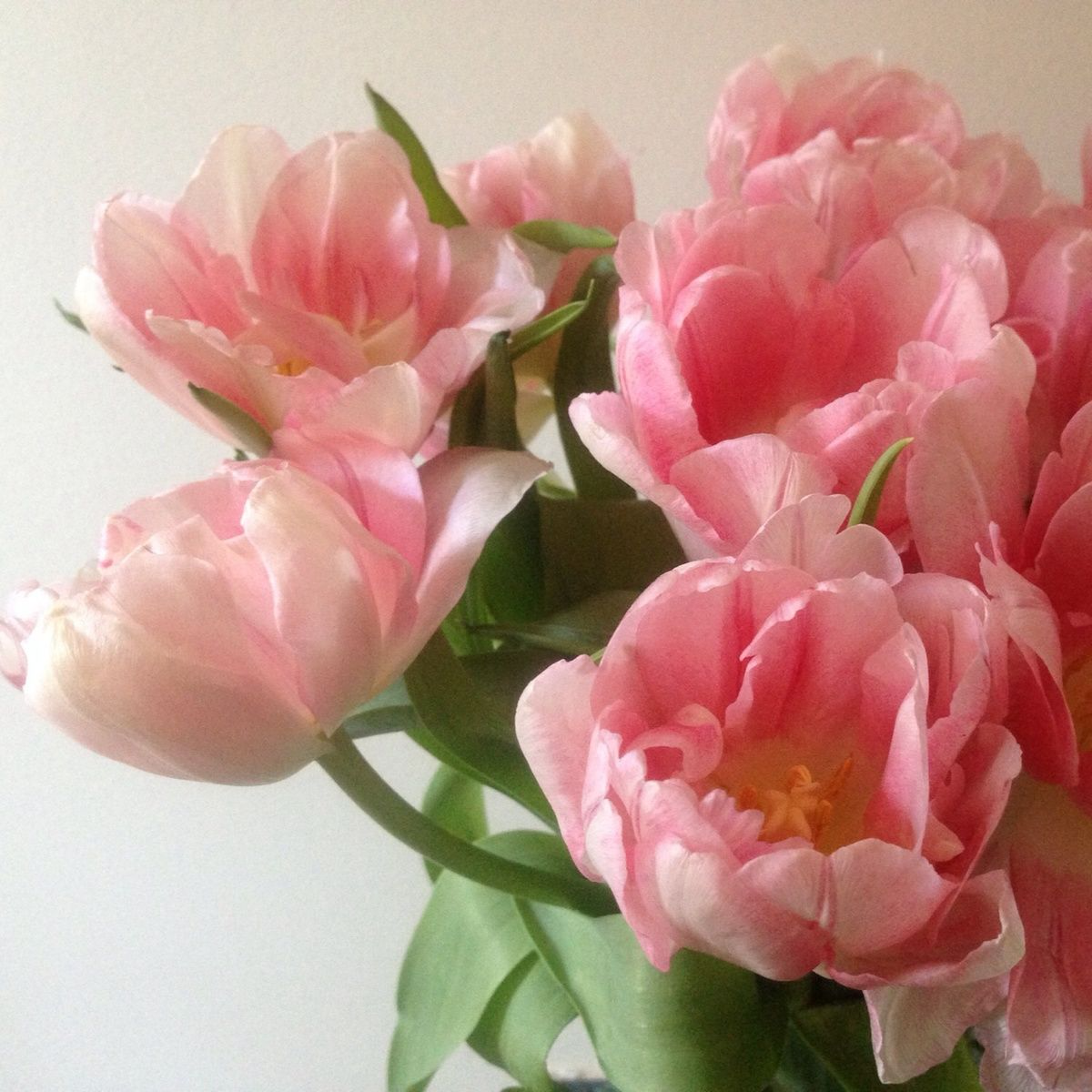 light pink peony tulips