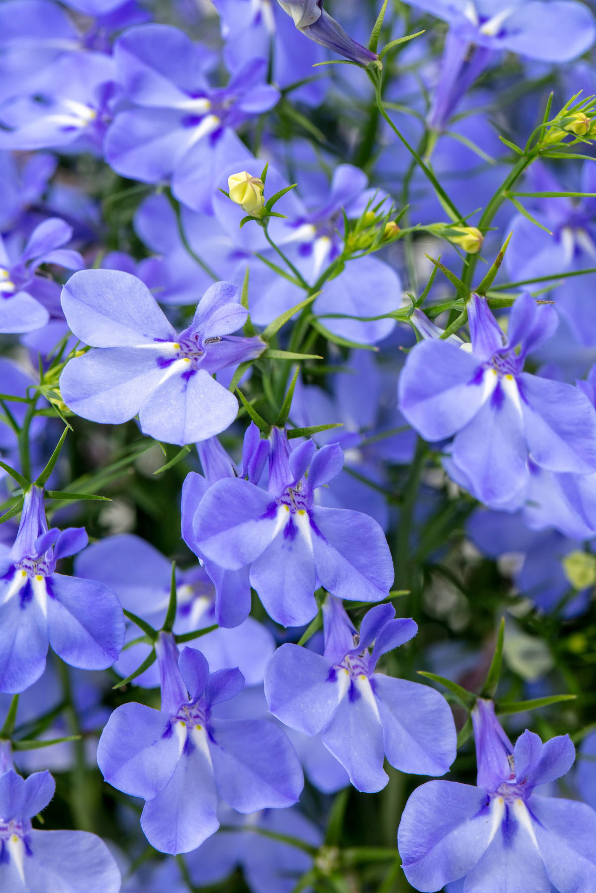 lobelia plant with blue flowers