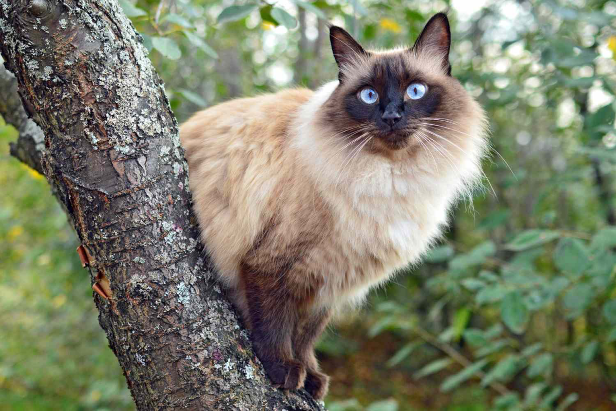 long haired siamese cat balinese