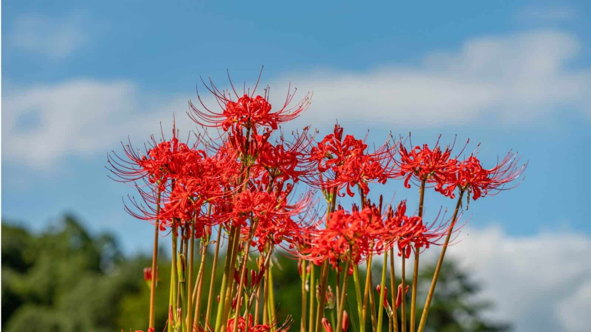The Captivating Red Spider Lily: Complete Plant Care Guide