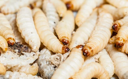 maggots in compost
