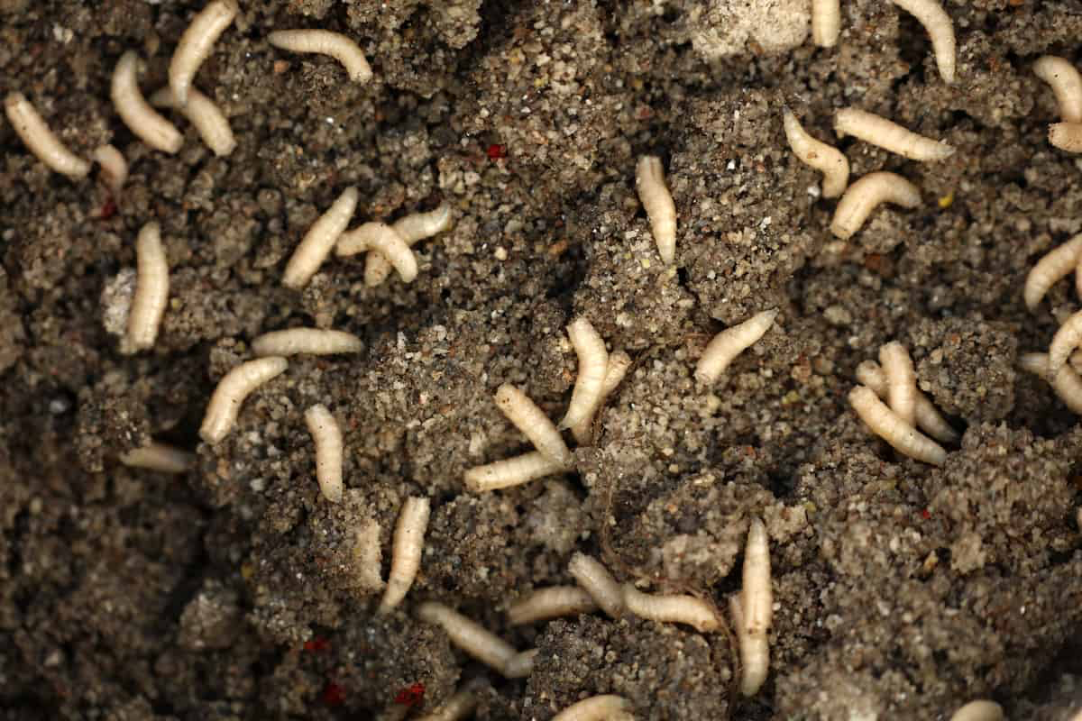 Maggots In Compost? Here Are 7 Simple Solutions
