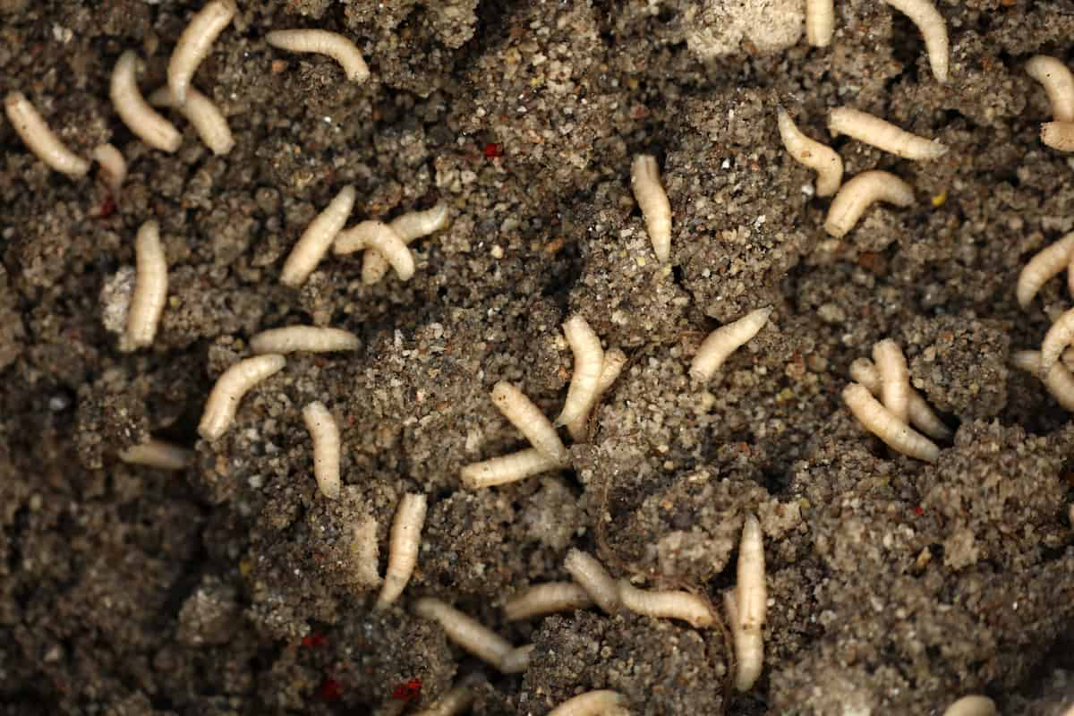 maggots in compost