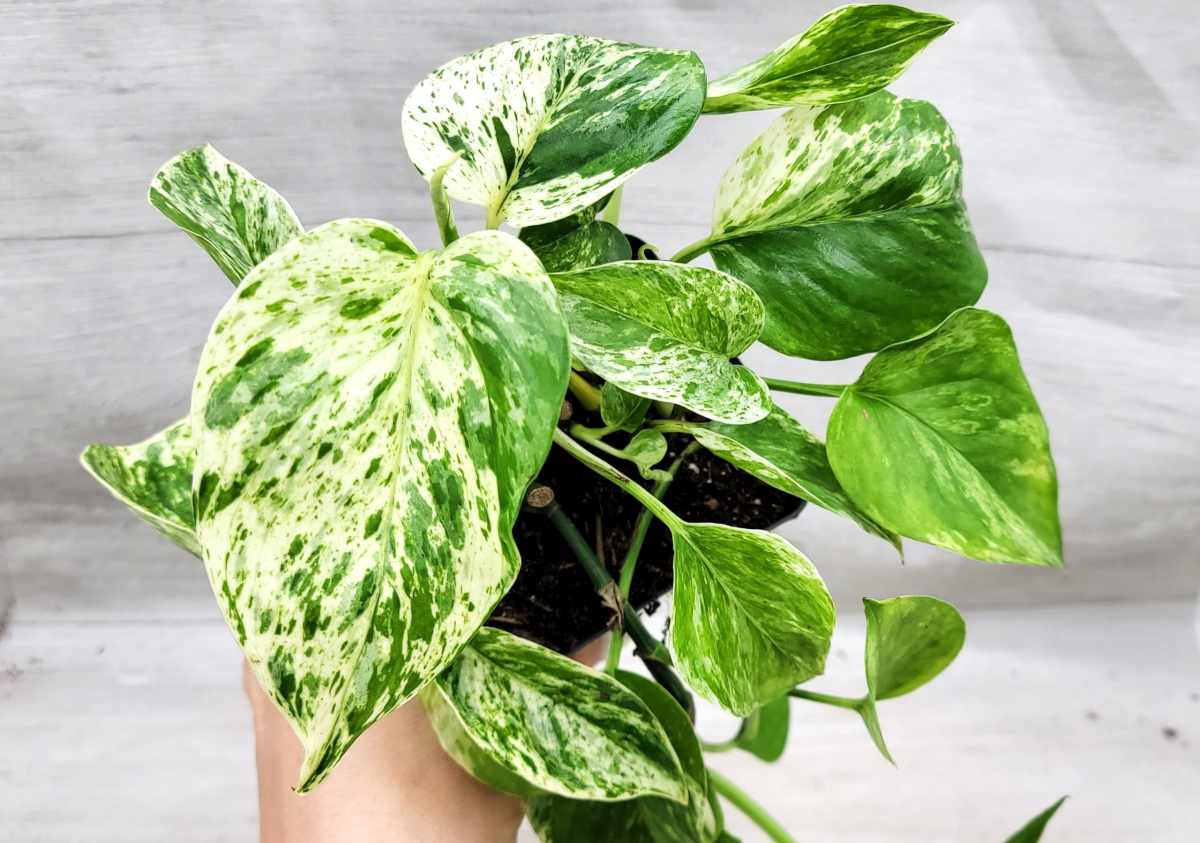 marble queen pothos care