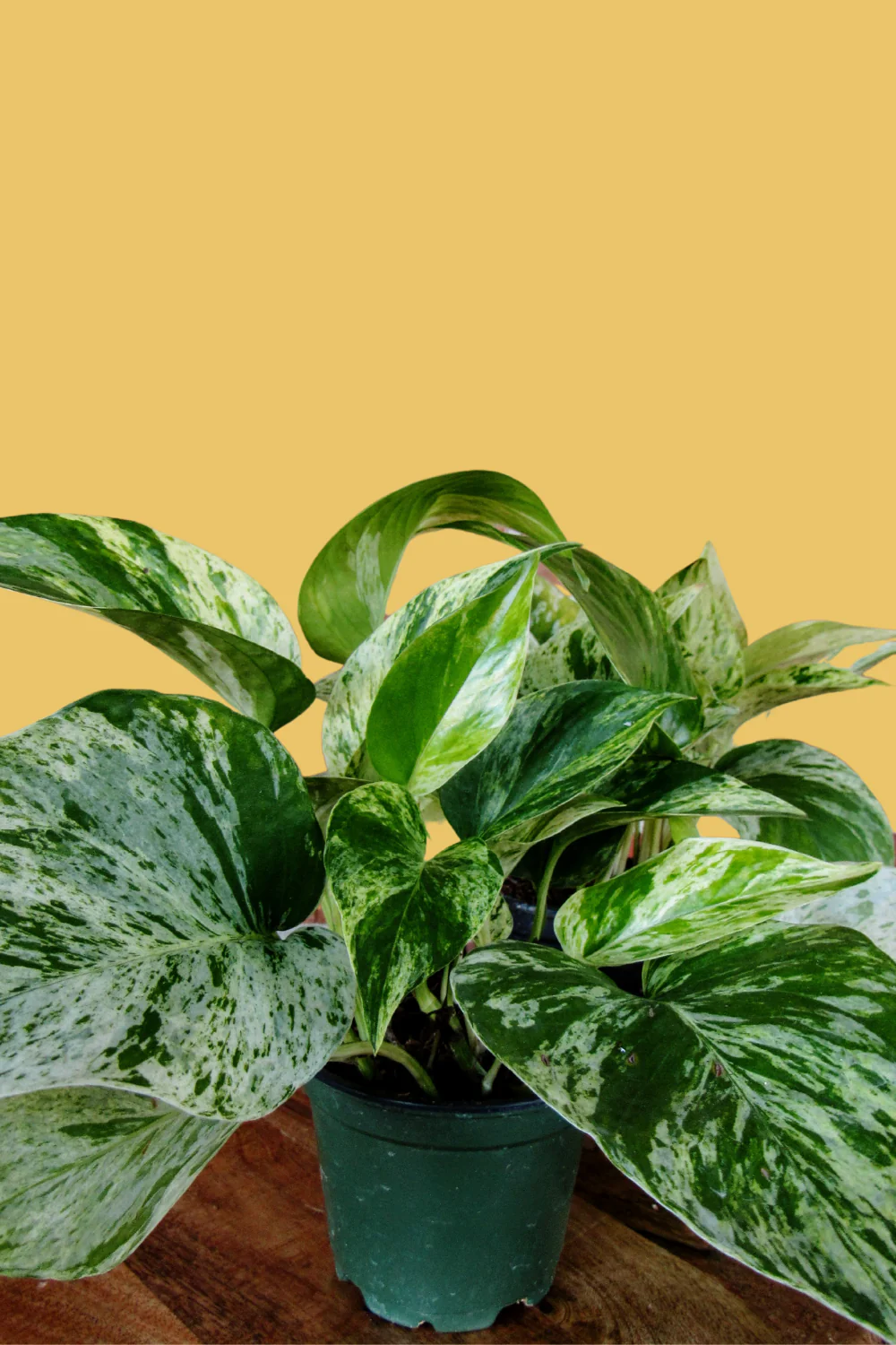 marble queen pothos propagation.png
