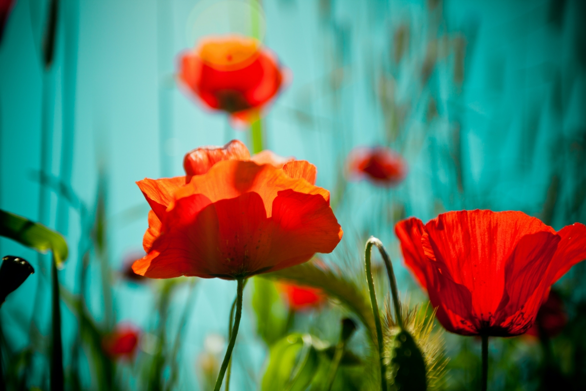 meaning of the flower poppy
