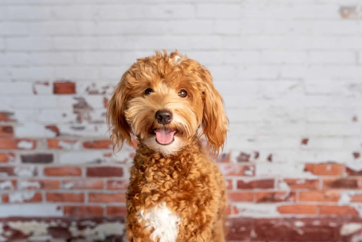 Meet The Cutest Mini Doodle Dogs: Your Guide to These Mini Pups