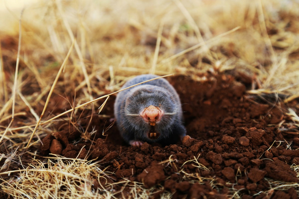 mole gray in ground