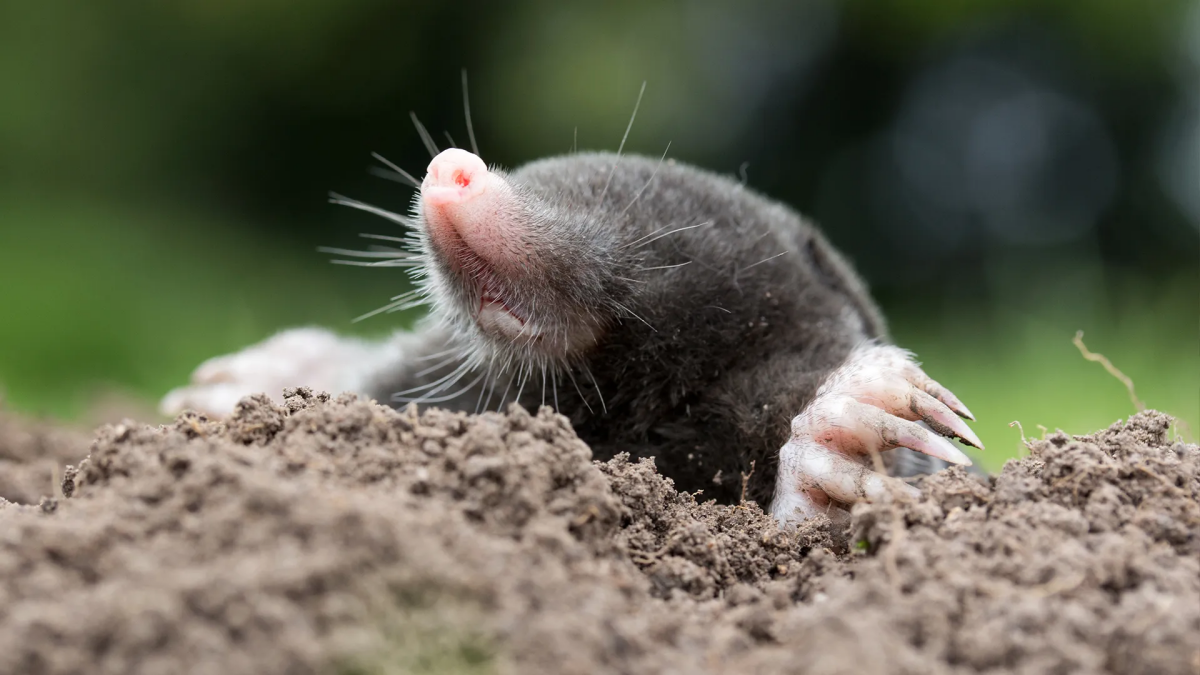 mole peaking out of hole