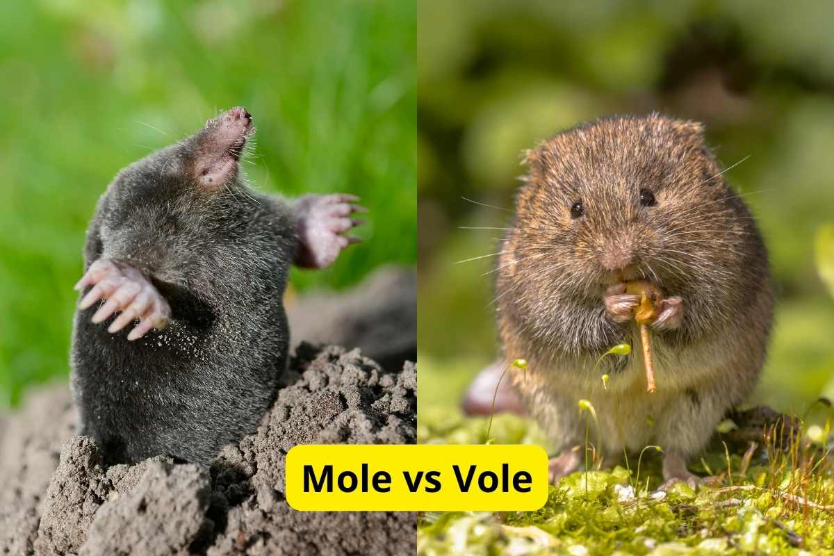 mole vs vole in garden