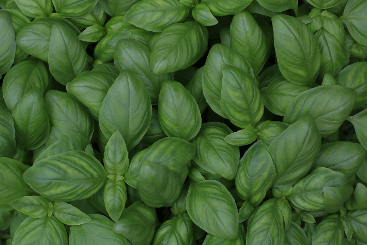mosquito spray for the yard fresh basil leaves