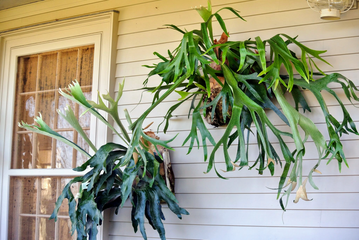 mounted ferns staghorn outside