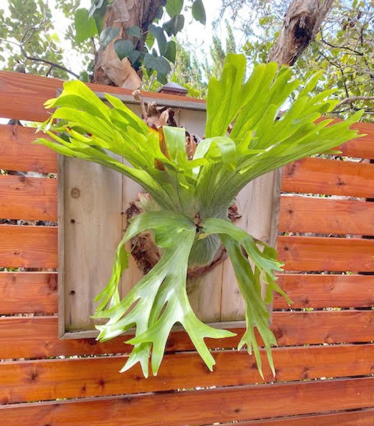 mounted staghorn fern