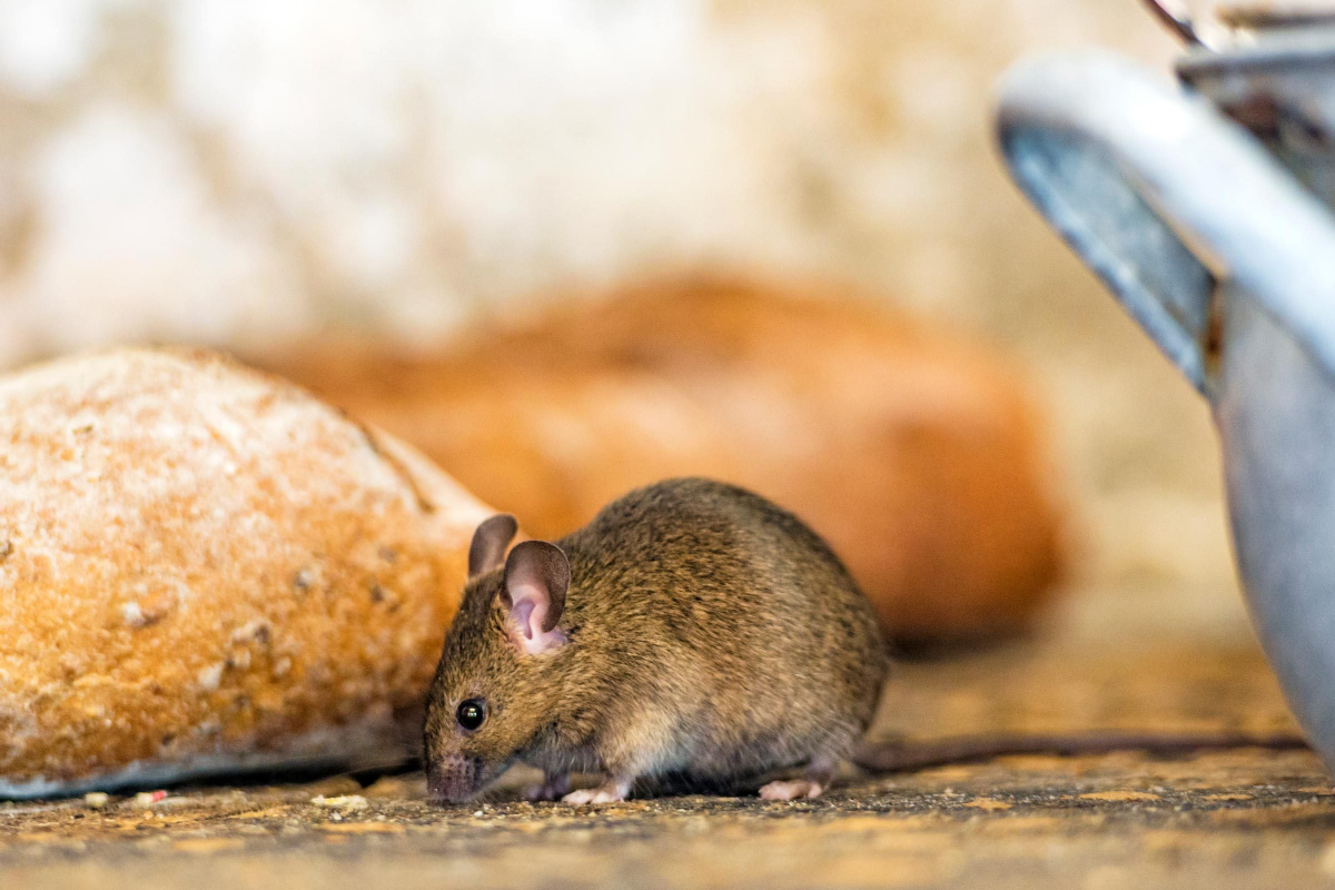 mouse near bread