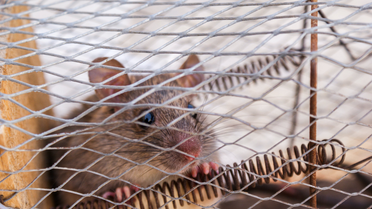 mouse trapped in trap