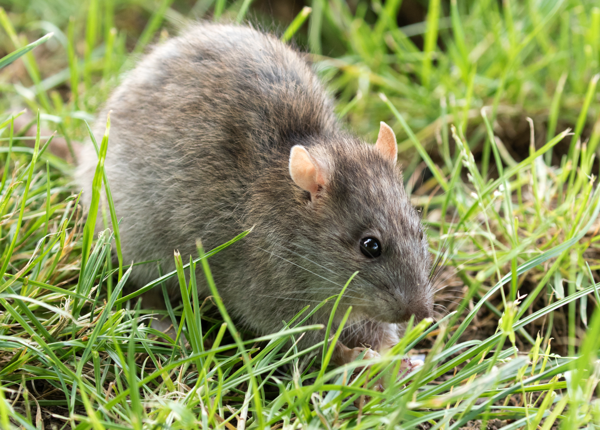 mouse vs rat gray brown rat in grass