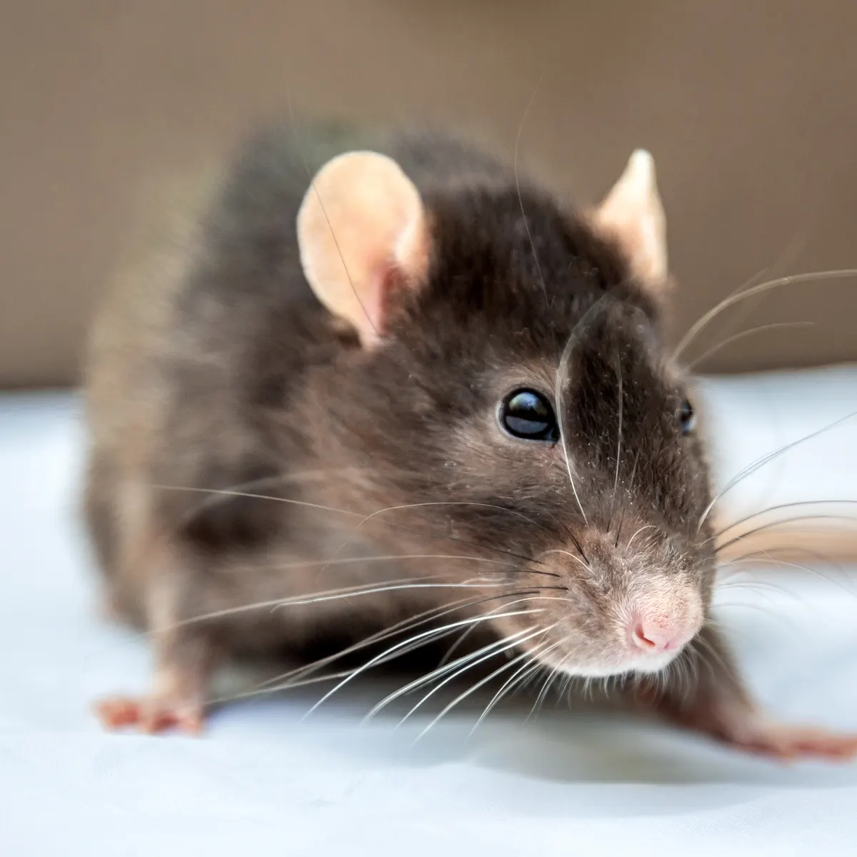 mouse vs rat rat up close