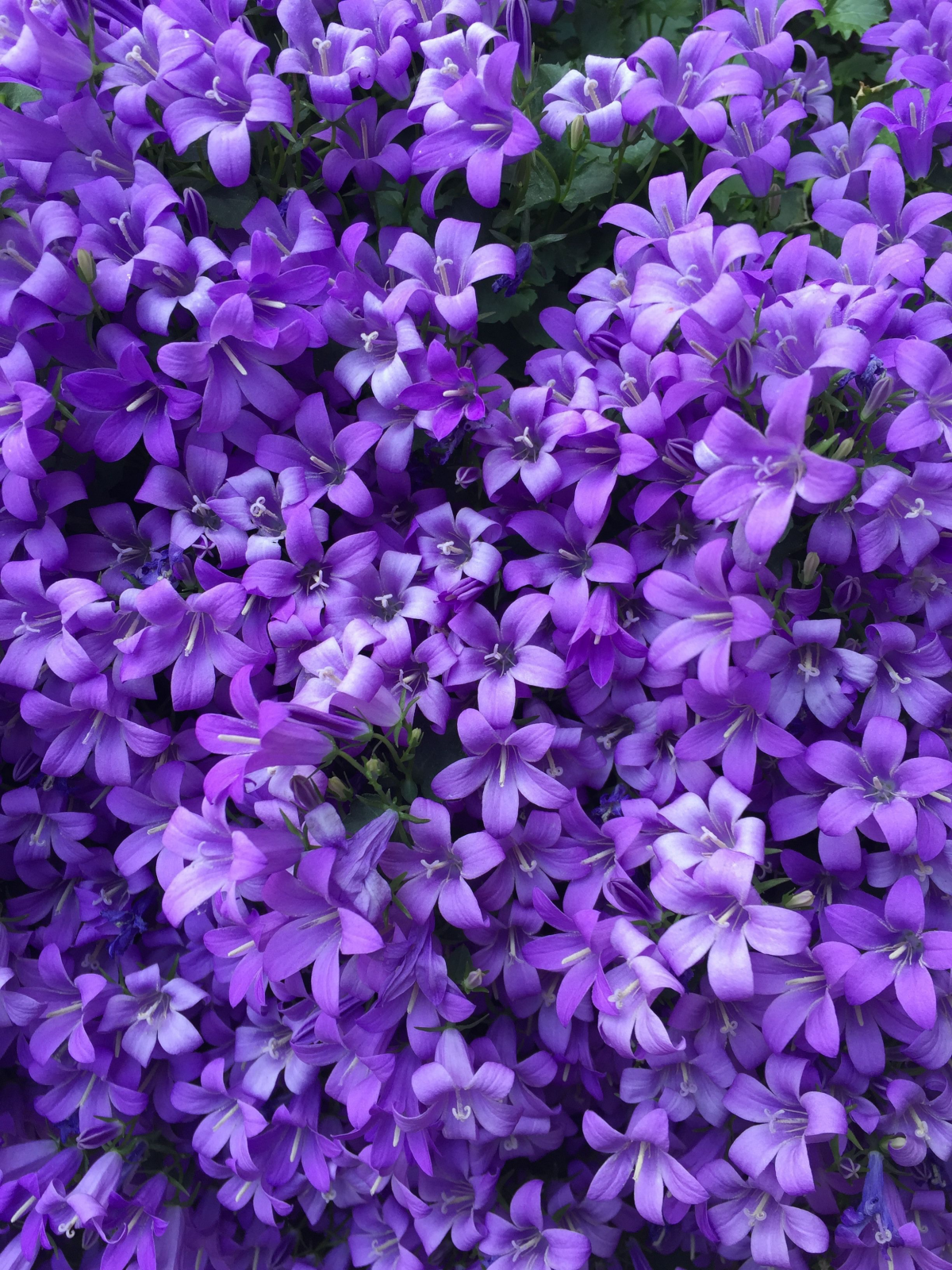 multiple small purple flowers