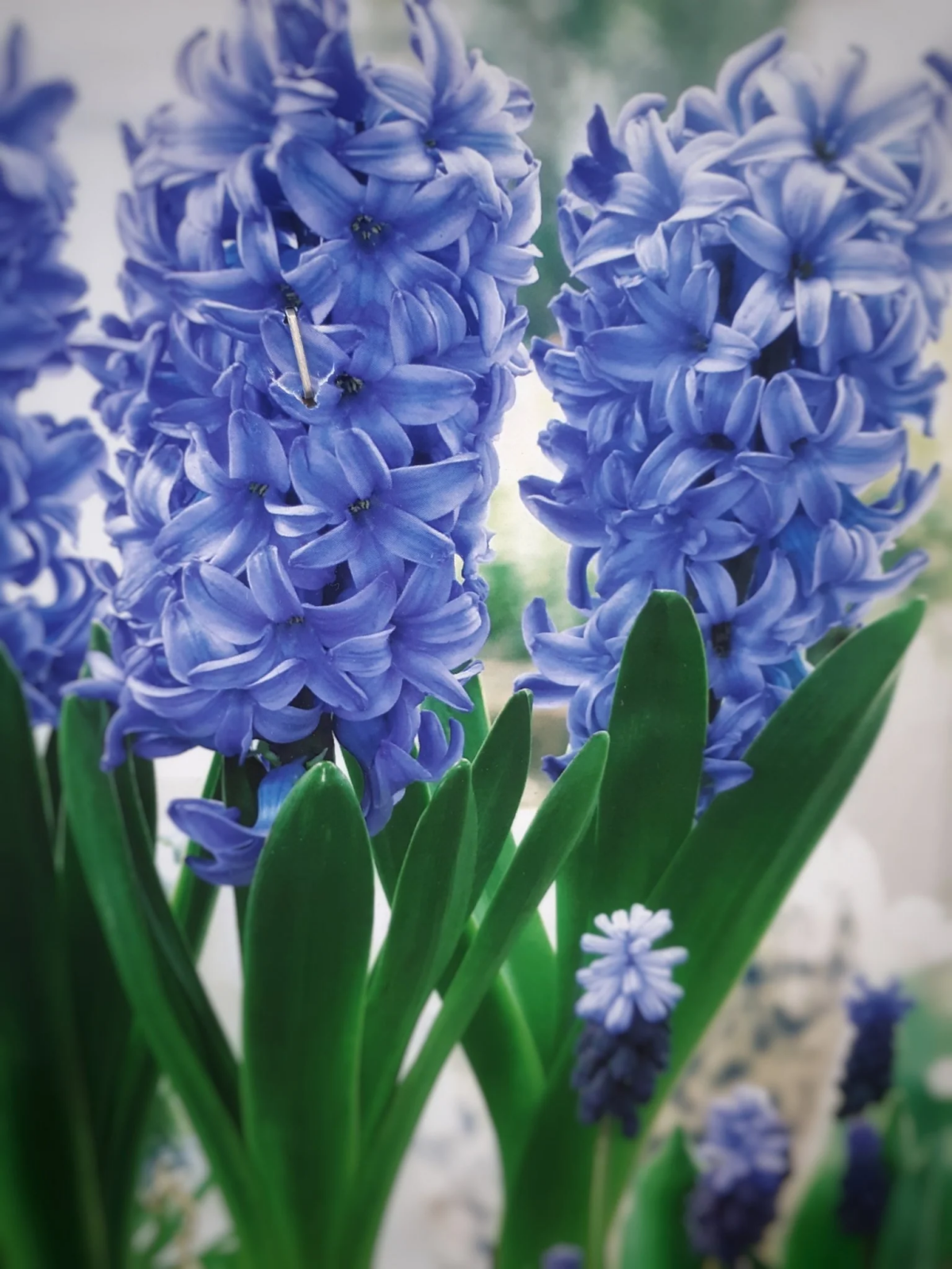 naturally blue flowers hyacinth.jpg