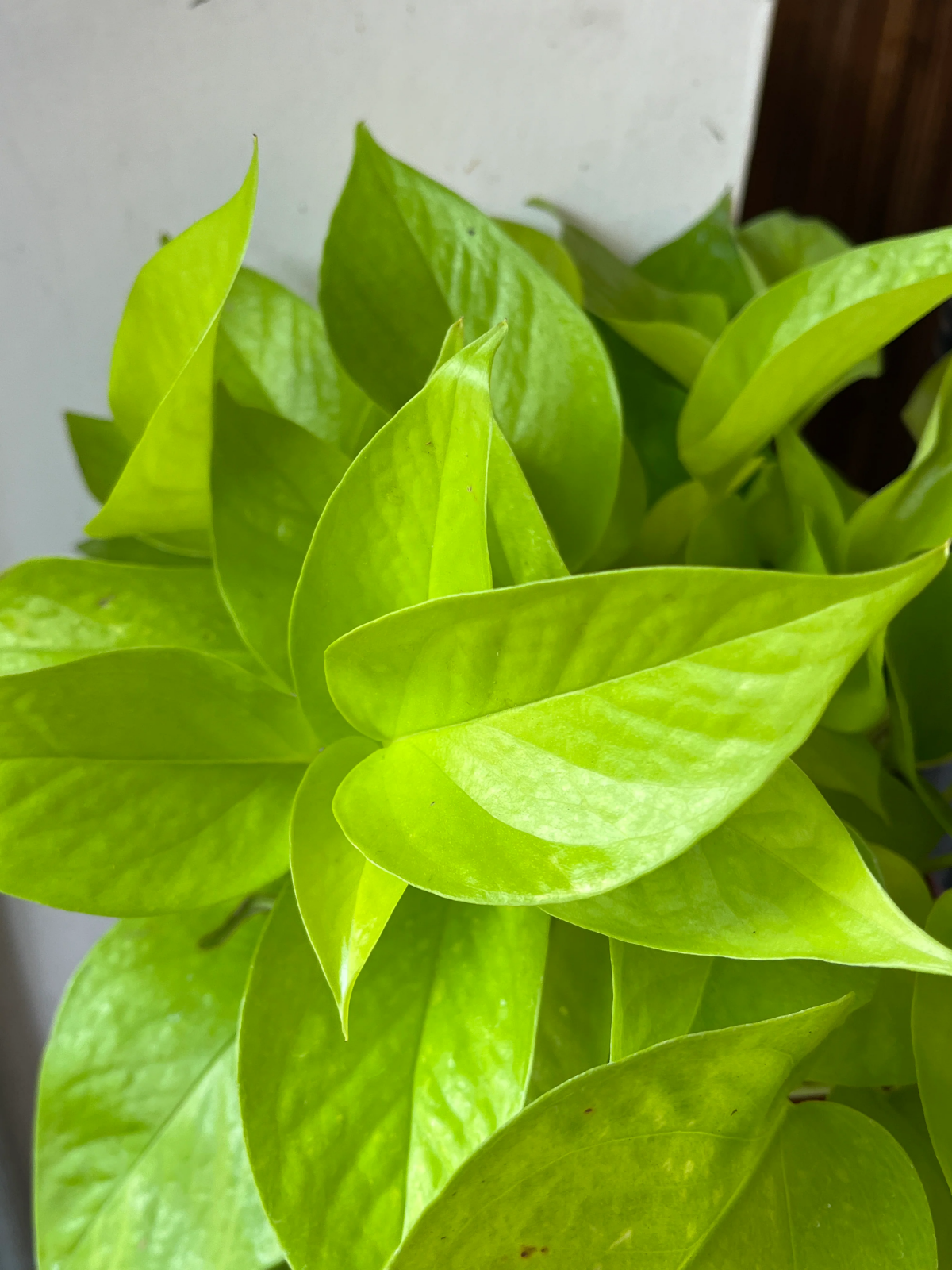 neon pothos care.jpg