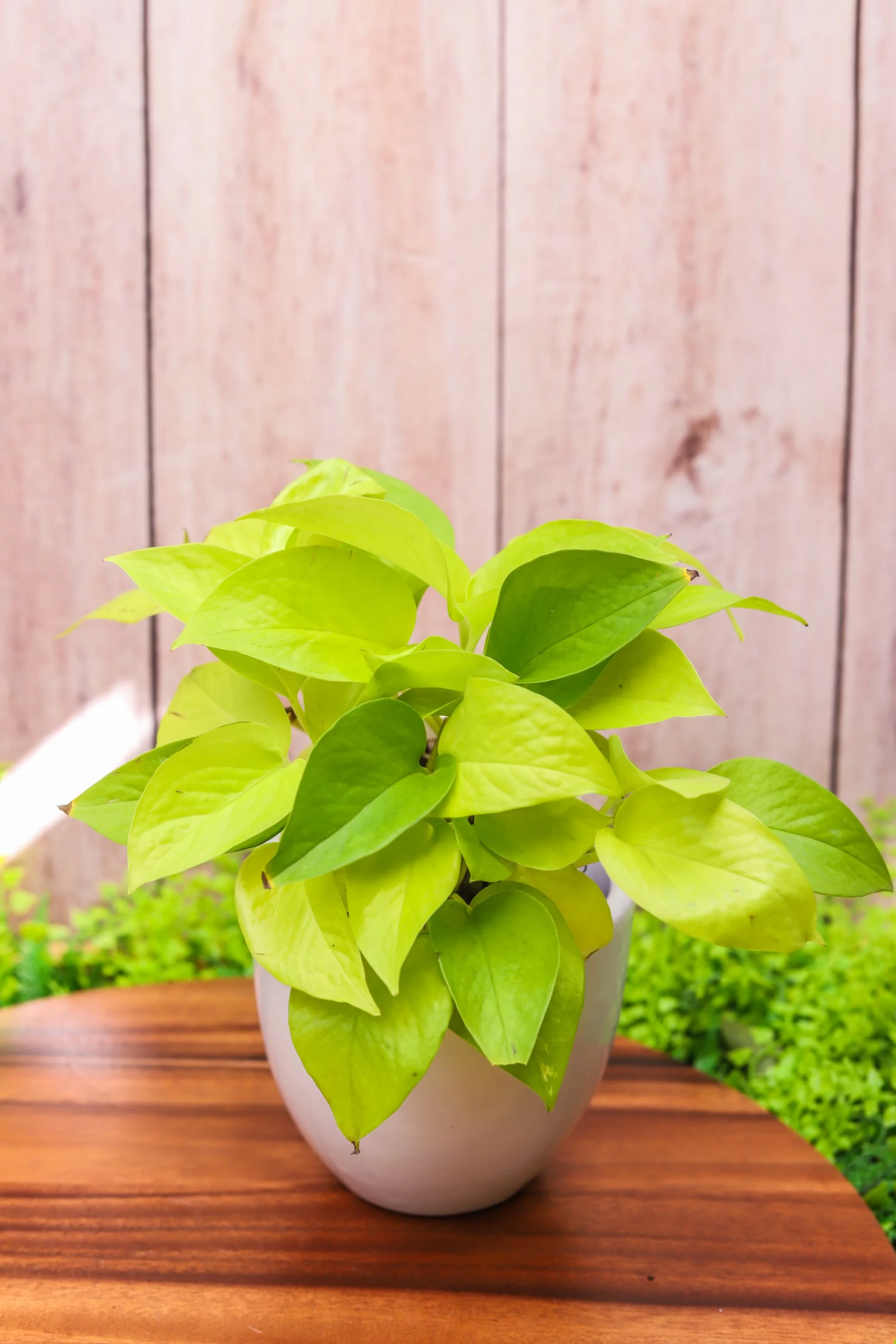 neon pothos plant care.jpg