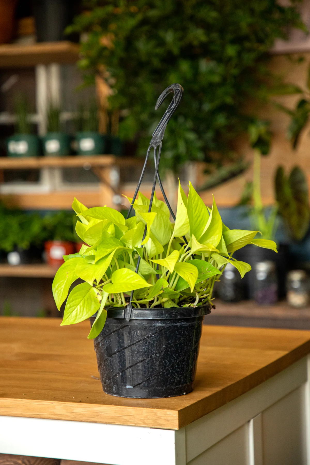 neon pothos plant.jpg