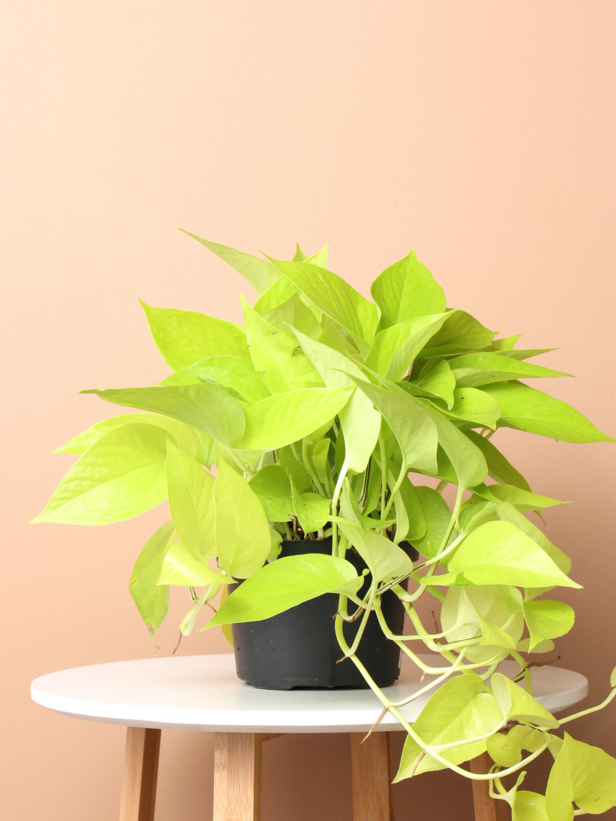 neon pothos toxic to cats.jpg