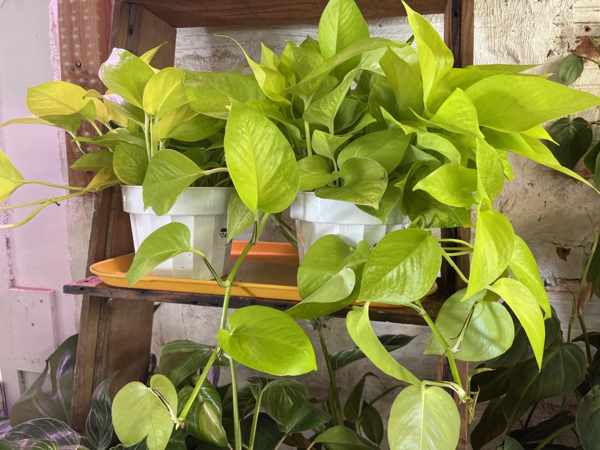 neon pothos variegated