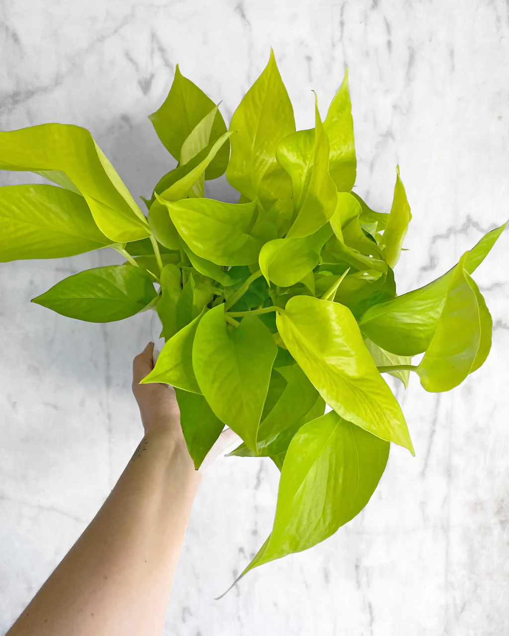 neon pothos watering.jpg