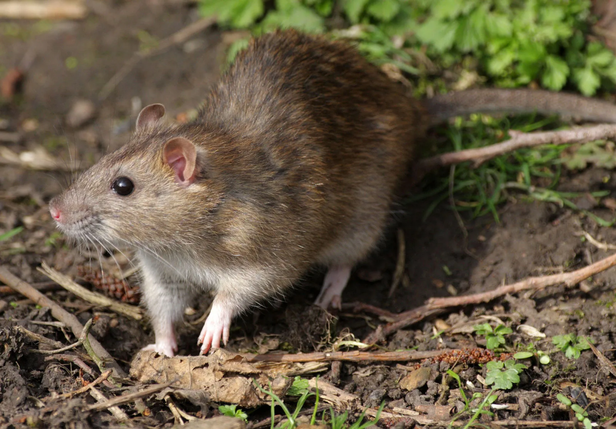 norway rat in the wild