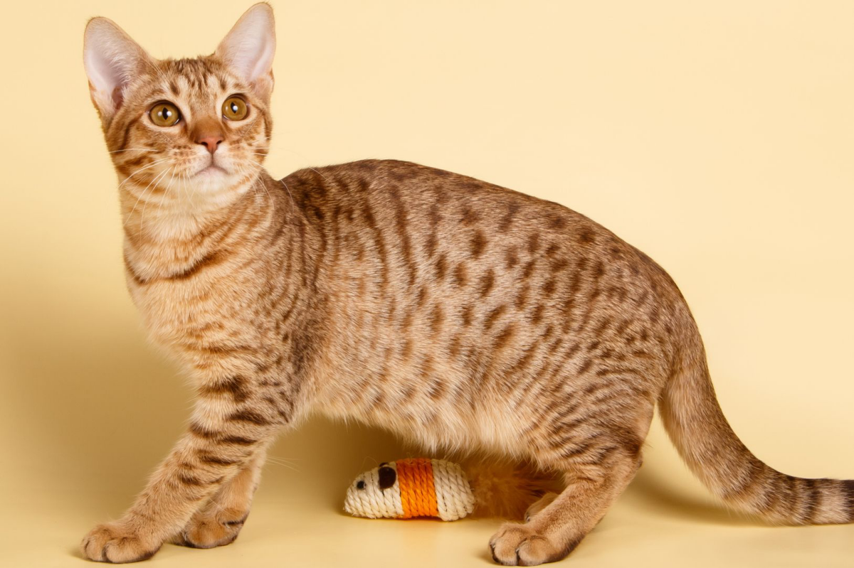 ocicat brown on yellow background