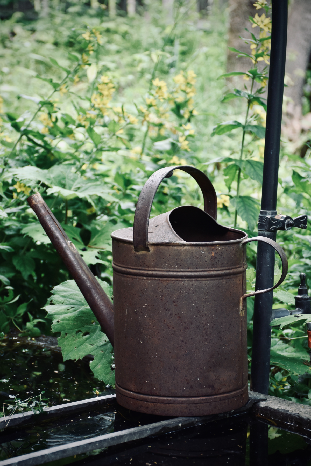 old rusty watering can