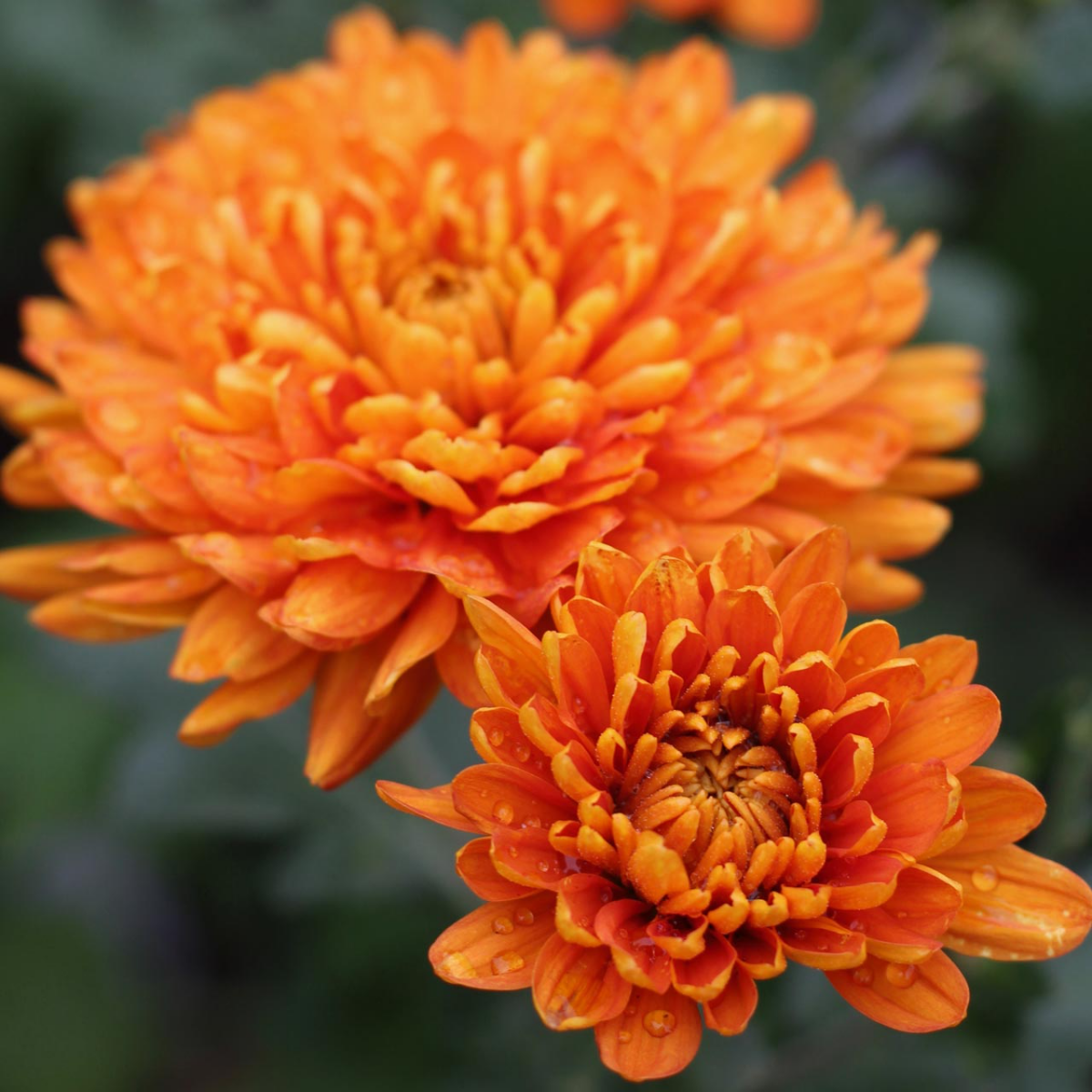 orange chysanthemums