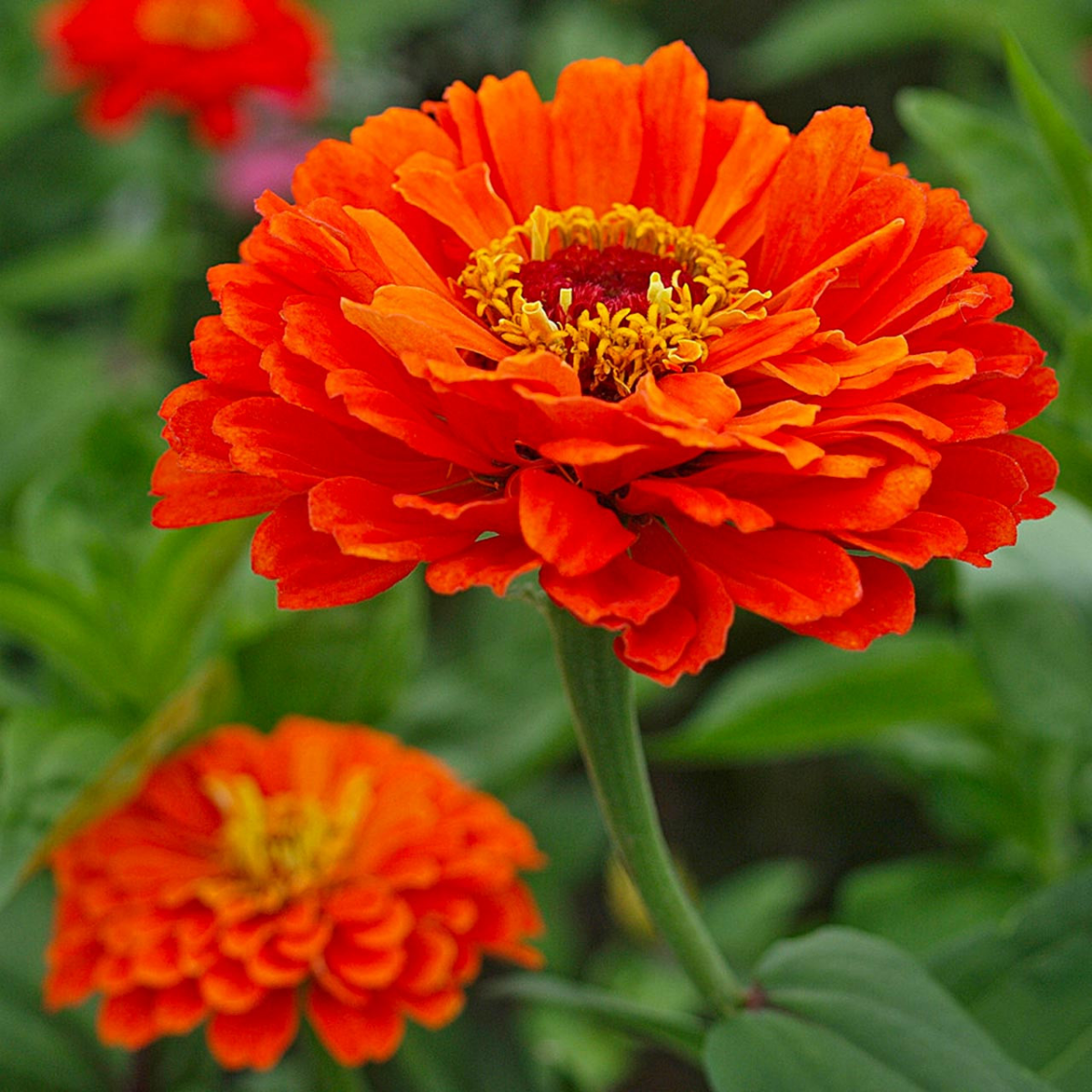orange flowers deep orange flowers