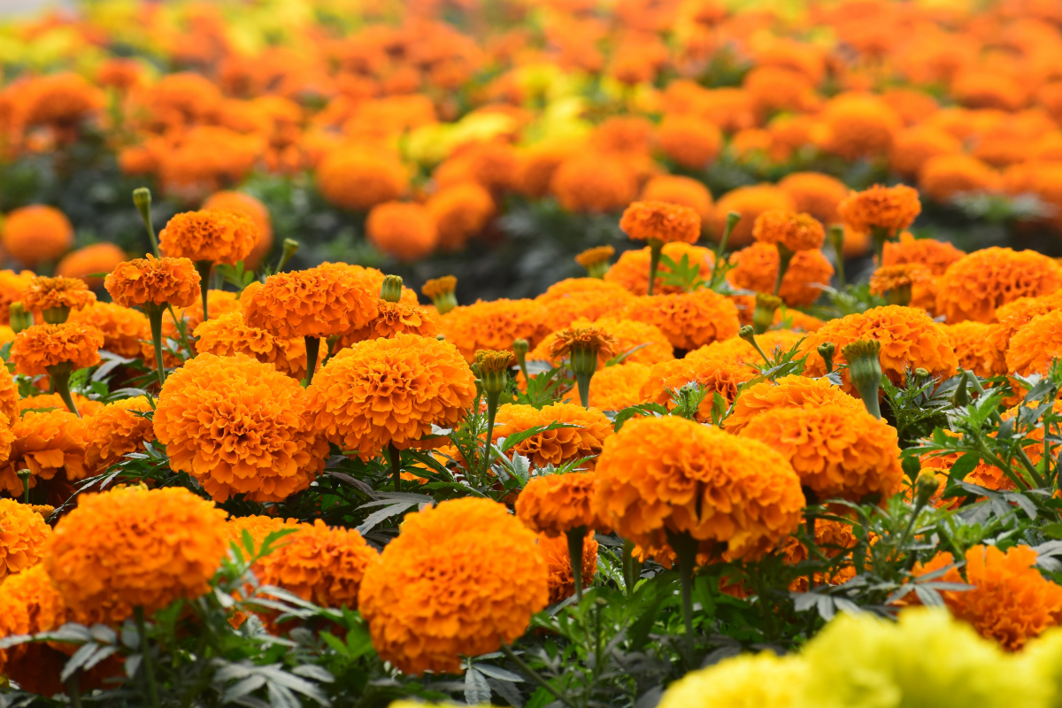 orange marigolds in the garden